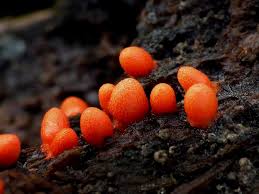 Attēlu rezultāti vaicājumam “Lycogala confusum”