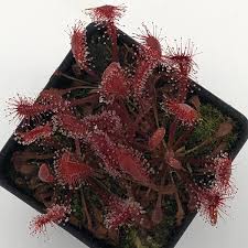 Attēlu rezultāti vaicājumam “Drosera x obovata leaf”