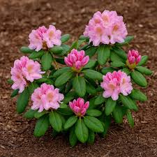 Attēlu rezultāti vaicājumam “Rhododendron sichotense flower”