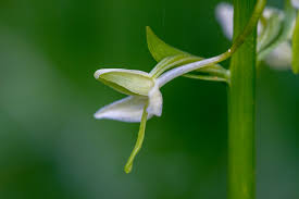 Attēlu rezultāti vaicājumam “Platanthera bifolia flower”