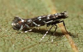 Attēlu rezultāti vaicājumam “Gracillariidae”