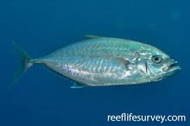 Image result for Caranx bartholomaei