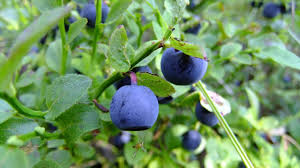 Attēlu rezultāti vaicājumam “Vaccinium myrtillus fruit”