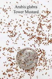 Attēlu rezultāti vaicājumam “Arabis glabra”