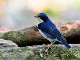 Image result for Luscinia cyane