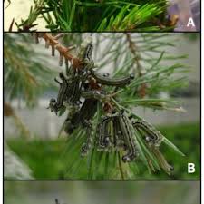 Attēlu rezultāti vaicājumam “Diprion pini female”