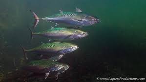 Image result for Euthynnus alletteratus