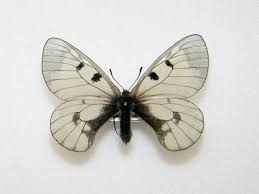 Attēlu rezultāti vaicājumam “Parnassius mnemosyne underside”