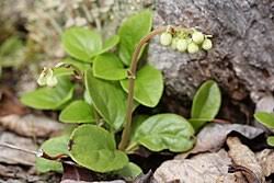 Attēlu rezultāti vaicājumam “Orthilia secunda bud”