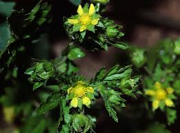 Attēlu rezultāti vaicājumam “Potentilla supina flower”