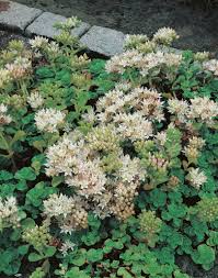 Attēlu rezultāti vaicājumam “Sedum album flower”