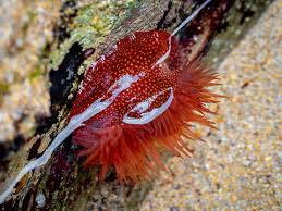 ผลการค้นหารูปภาพสำหรับ strawberry anemone