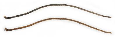 Attēlu rezultāti vaicājumam “Catarhoe cuculata”