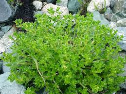 Attēlu rezultāti vaicājumam “Honckenya peploides fruit”