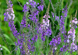 Image result for Linaria purpurea