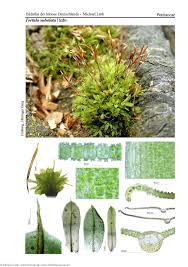 Attēlu rezultāti vaicājumam “Tortula subulata”