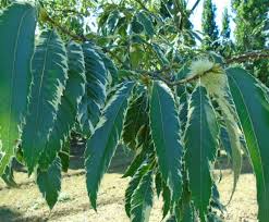 Attēlu rezultāti vaicājumam “Castanea sativa  leaf”