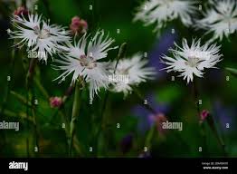 Attēlu rezultāti vaicājumam “Dianthus arenarius”