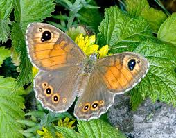 Attēlu rezultāti vaicājumam “Lasiommata maera”