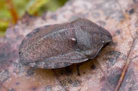 Attēlu rezultāti vaicājumam “Eurygaster testudinaria imago”