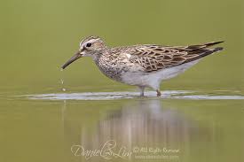 Image result for Calidris melanotos