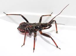 Attēlu rezultāti vaicājumam “Rhynocoris annulatus”