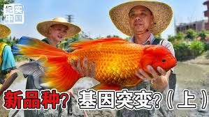 Image result for 金魚