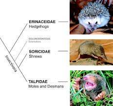 Attēlu rezultāti vaicājumam “Insectivora”