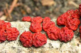 Attēlu rezultāti vaicājumam “Peniophora rufa”