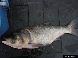 Image result for Hypophthalmichthys nobilis