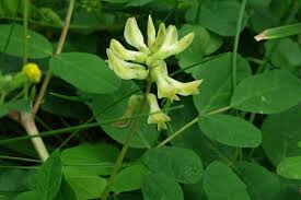 Attēlu rezultāti vaicājumam “Astragalus glycyphyllos flower”