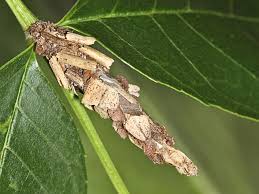 Attēlu rezultāti vaicājumam “Canephora hirsuta”