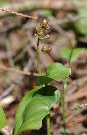 Attēlu rezultāti vaicājumam “Maianthemum bifolium”