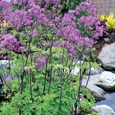 Attēlu rezultāti vaicājumam “Thalictrum”