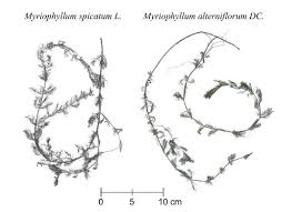 Attēlu rezultāti vaicājumam “Myriophyllum alterniflorum”