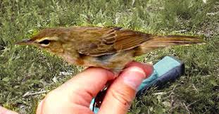 Image result for Locustella certhiola