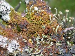 Attēlu rezultāti vaicājumam “Ptilidium ciliare”