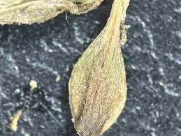 Attēlu rezultāti vaicājumam “Trichia scabra sessile”