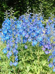 Image result for Rittersporn