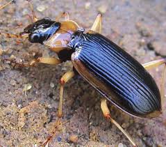 Attēlu rezultāti vaicājumam “Nebria livida”