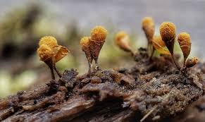 Attēlu rezultāti vaicājumam “Diderma tigrinum young”