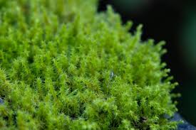 Attēlu rezultāti vaicājumam “Rhytidiadelphus squarrosus”