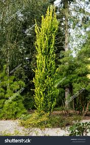 Attēlu rezultāti vaicājumam “Ulmus x hollandica”