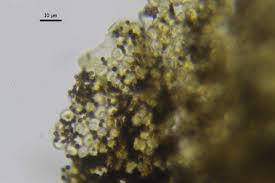 Attēlu rezultāti vaicājumam “Lindbladia tubulina macro”