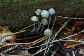 Attēlu rezultāti vaicājumam “Mycena amicta”