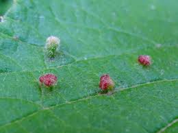 Attēlu rezultāti vaicājumam “Acalitus longisetosus”