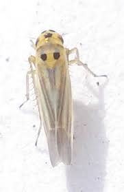 Attēlu rezultāti vaicājumam “Eupteryx vittata”