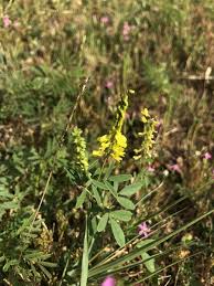 Attēlu rezultāti vaicājumam “Melilotus officinalis leaf”