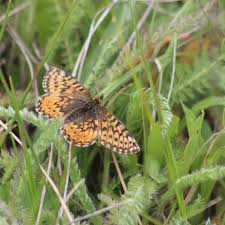 Attēlu rezultāti vaicājumam “Boloria eunomia”