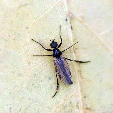 Attēlu rezultāti vaicājumam “Bibionidae female”